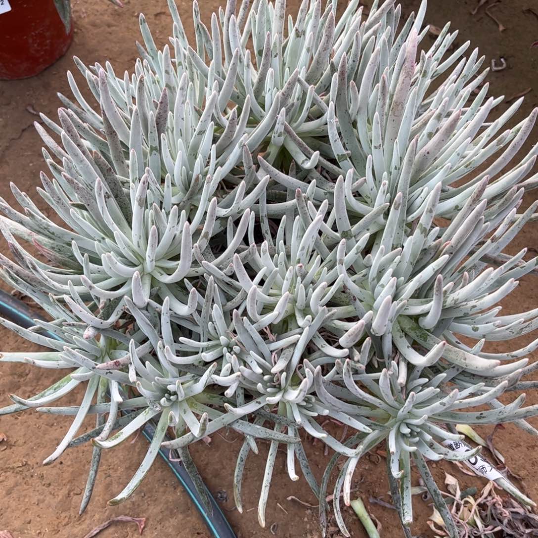 269爱杜丽丝多肉植物法师