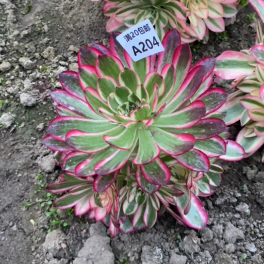 倾城204多肉植物