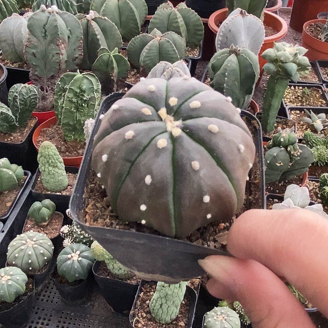 花花草草花花草草