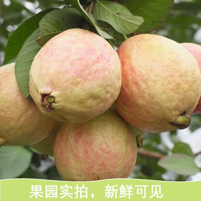 【顺丰包邮】广州增城胭脂红番石榴红皮白肉奶油软糯香甜树上