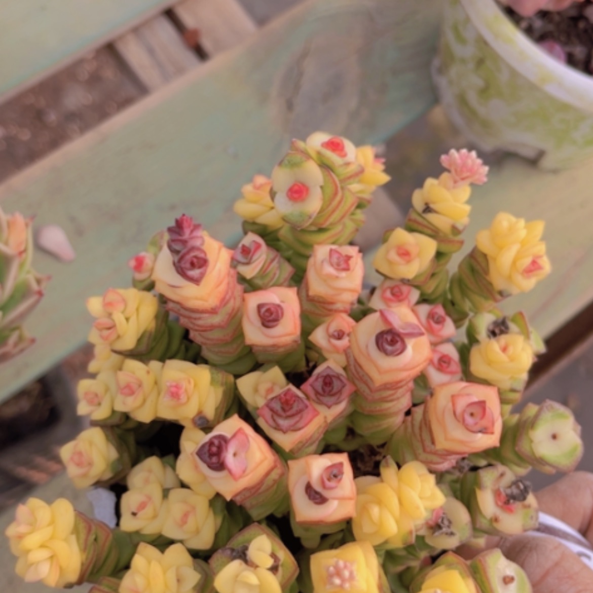 【闪购商品】钱串多肉15225