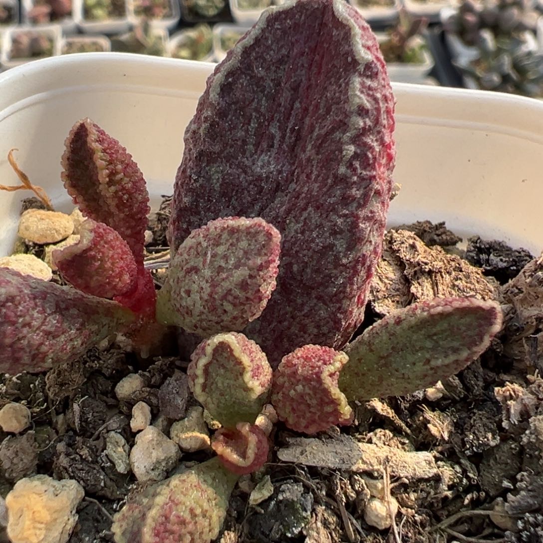 喵***雨花猪肝大苗多肉植物