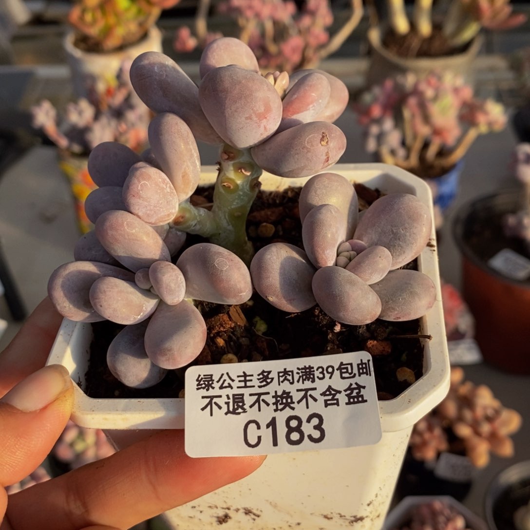 183水光针多肉7c m