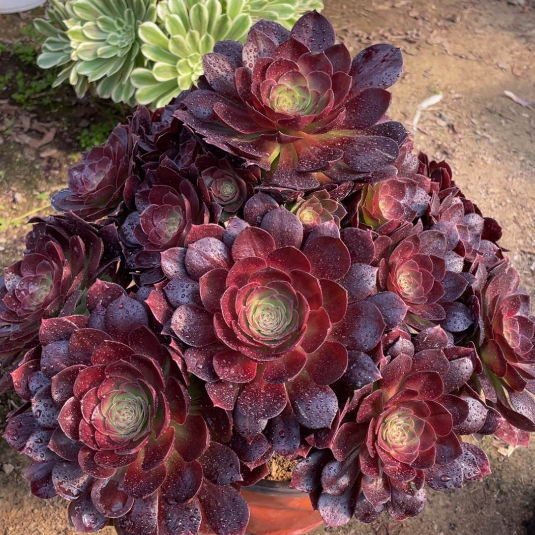 178黑魔精品法师多肉