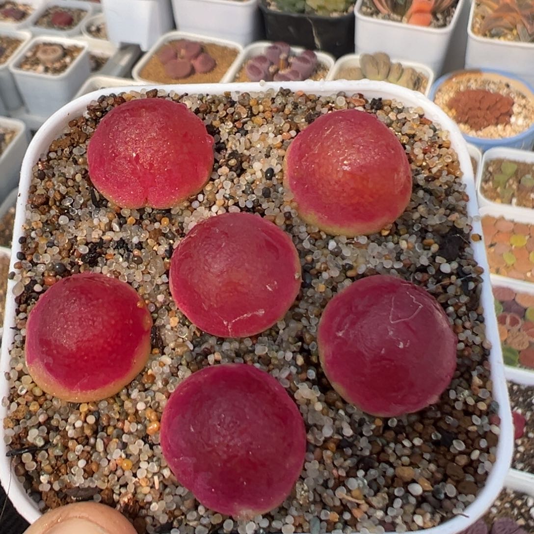 10多肉植物百科灯泡