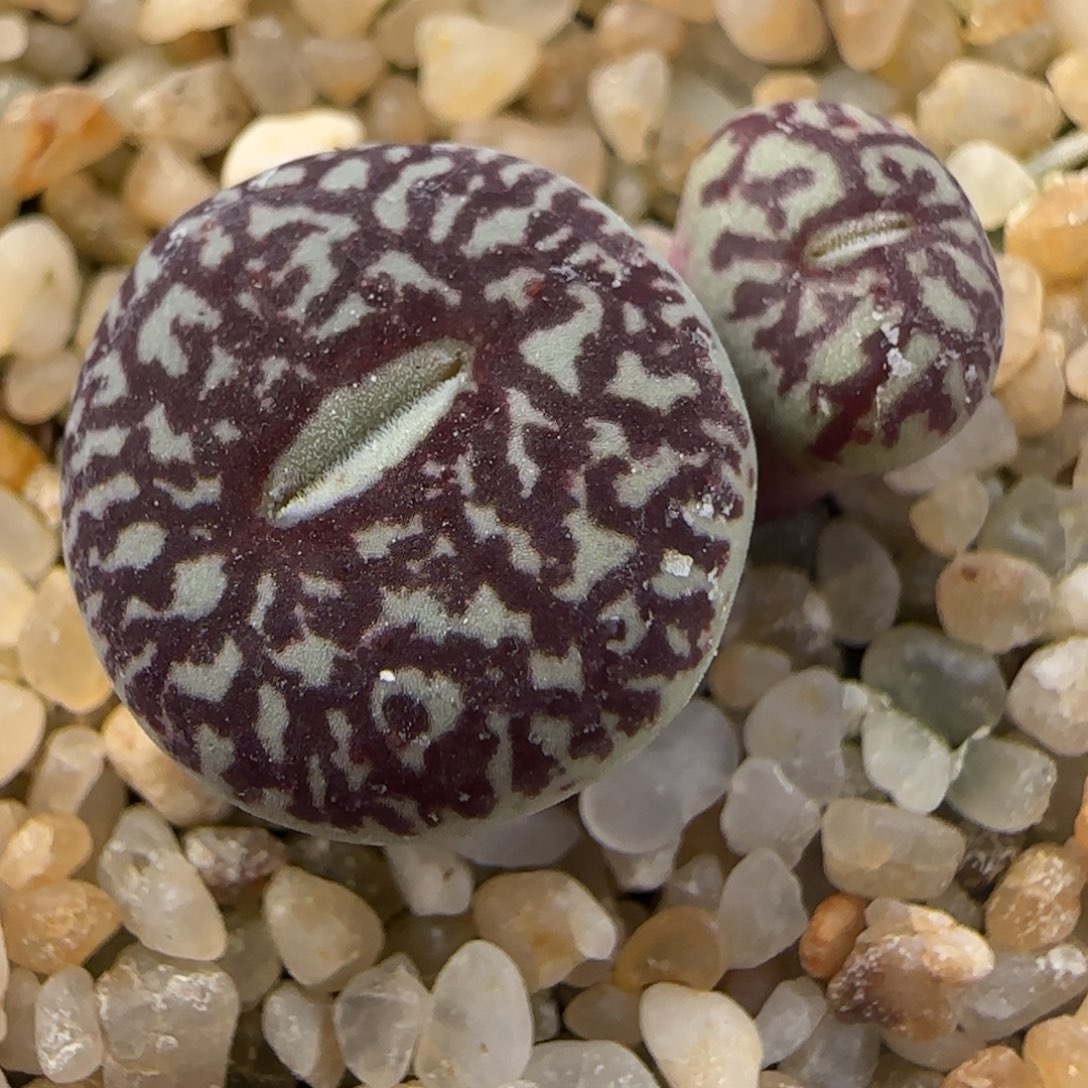 1.28多肉新年大福头超墨113号