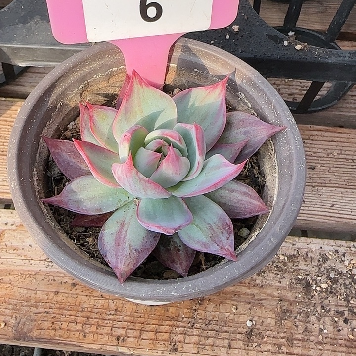 6 惊鸿仙子多肉植物6-9cm