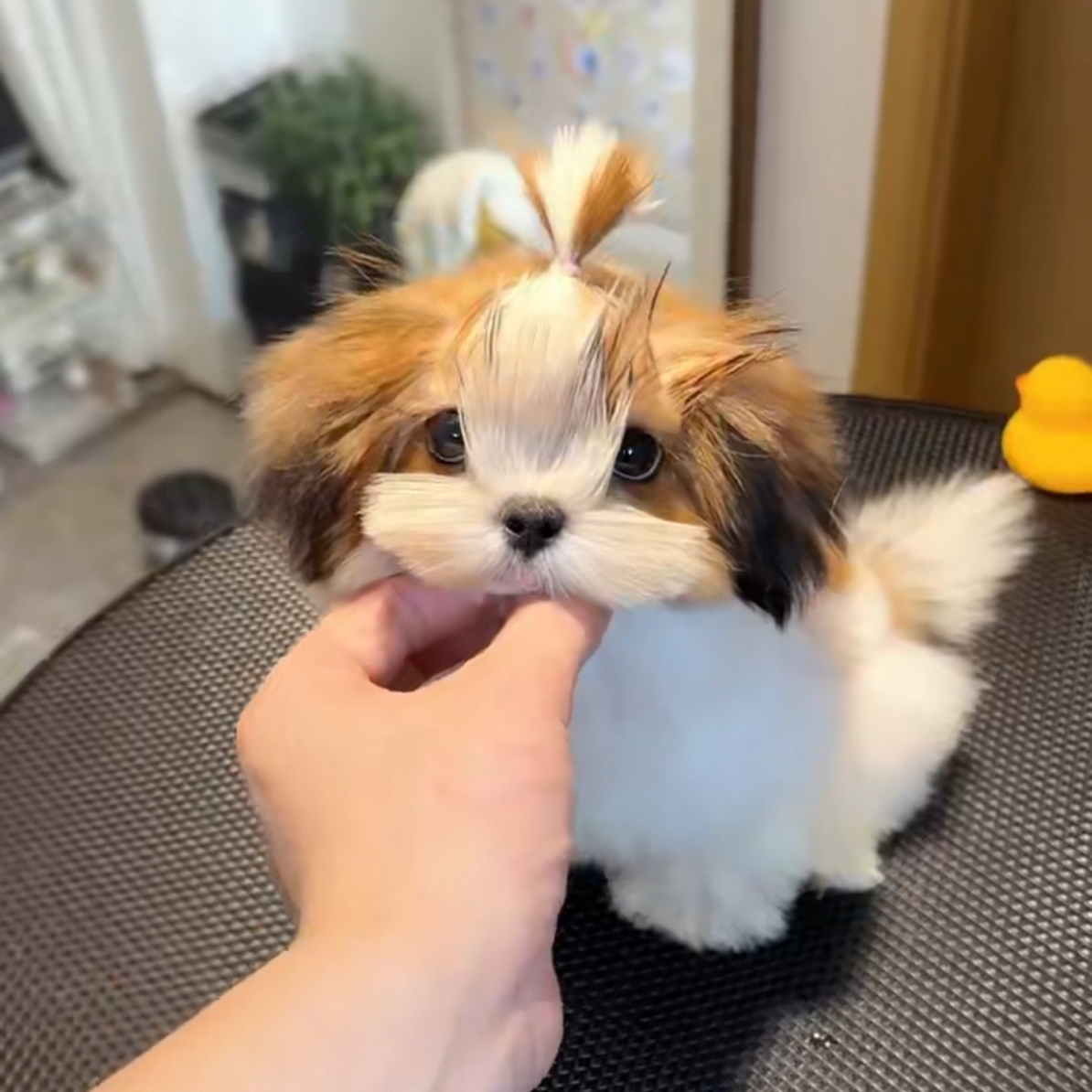 【1100号】 奶茶 西施犬妹妹