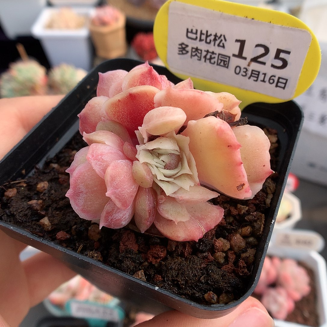 125三头昂斯诺石化虾饺