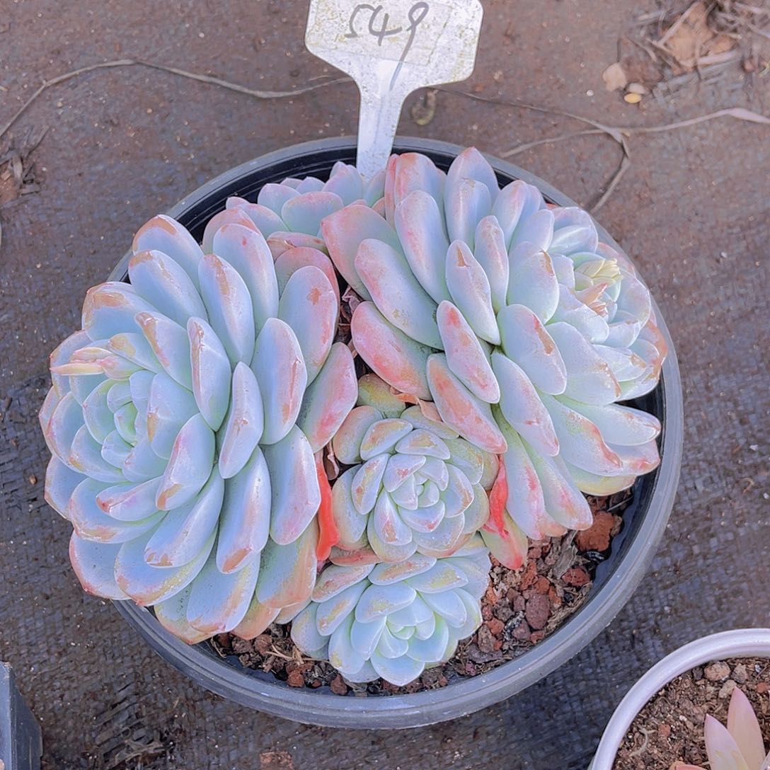 用***1带盆土发货000000549