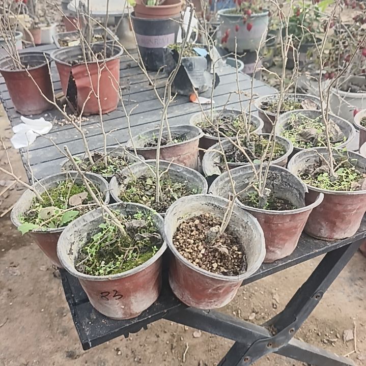 @***心完全开放老鸦柿母