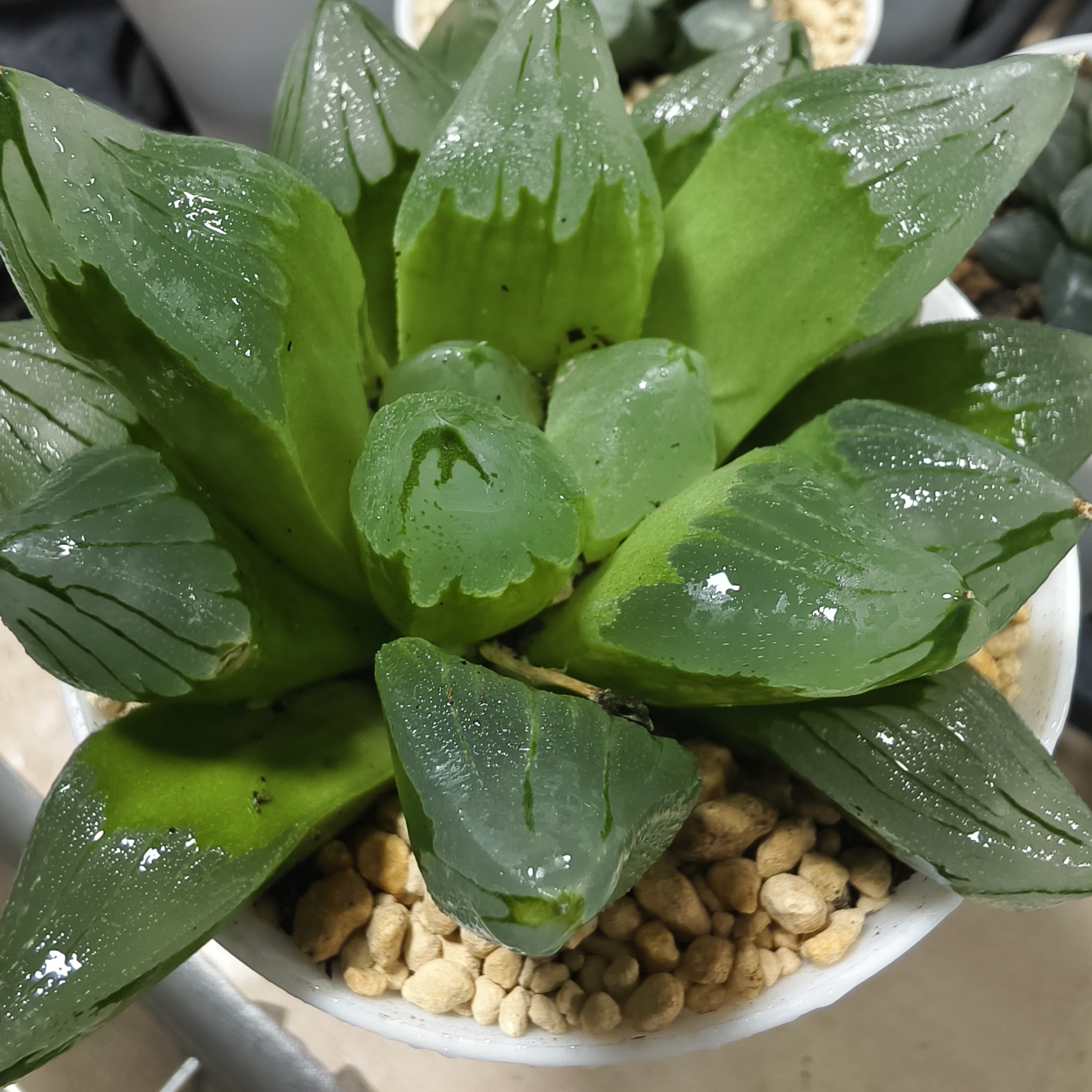 冰城寿玉露（满16包邮）绿植多肉