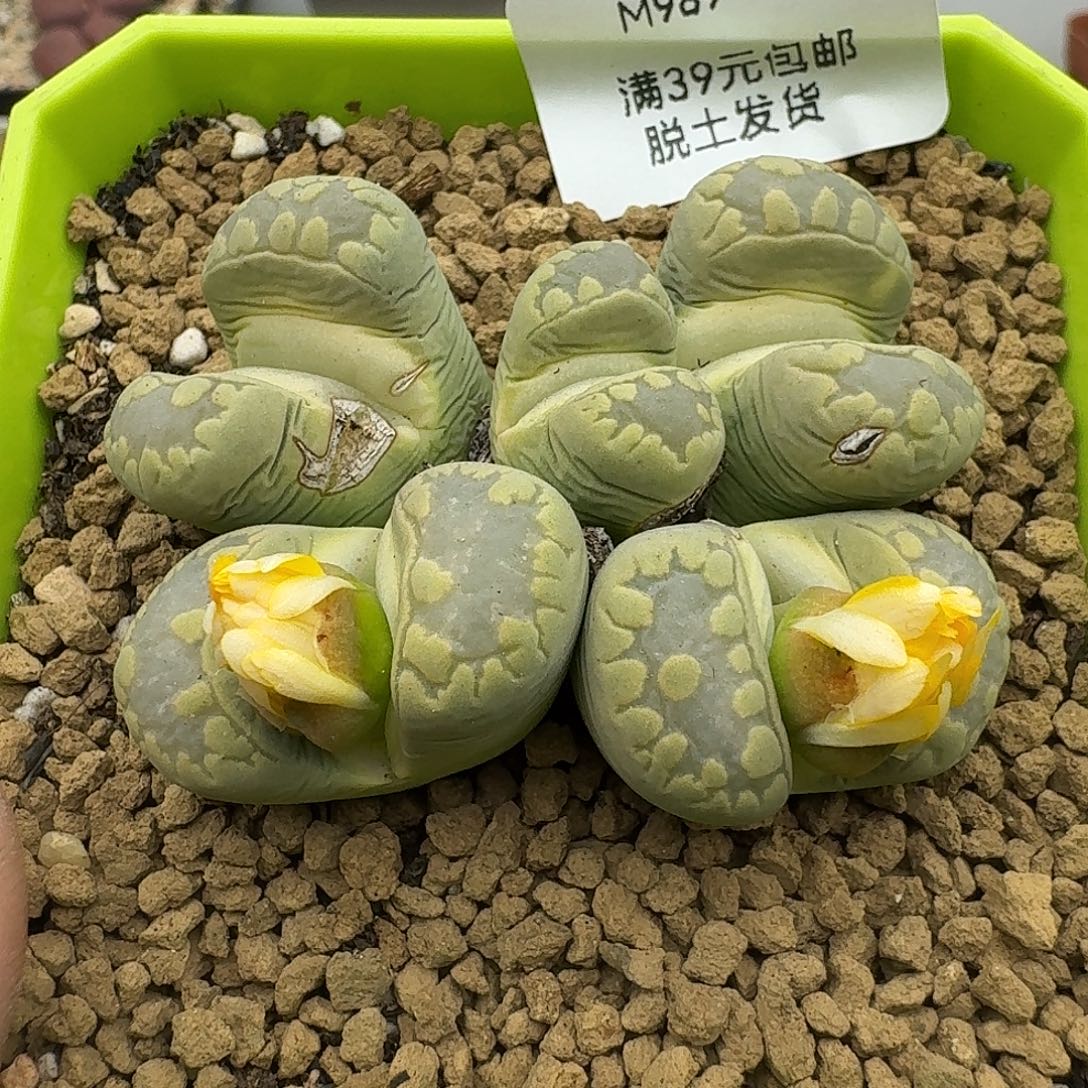 989多肉哈哈哈哈哈有干疤介意勿拍