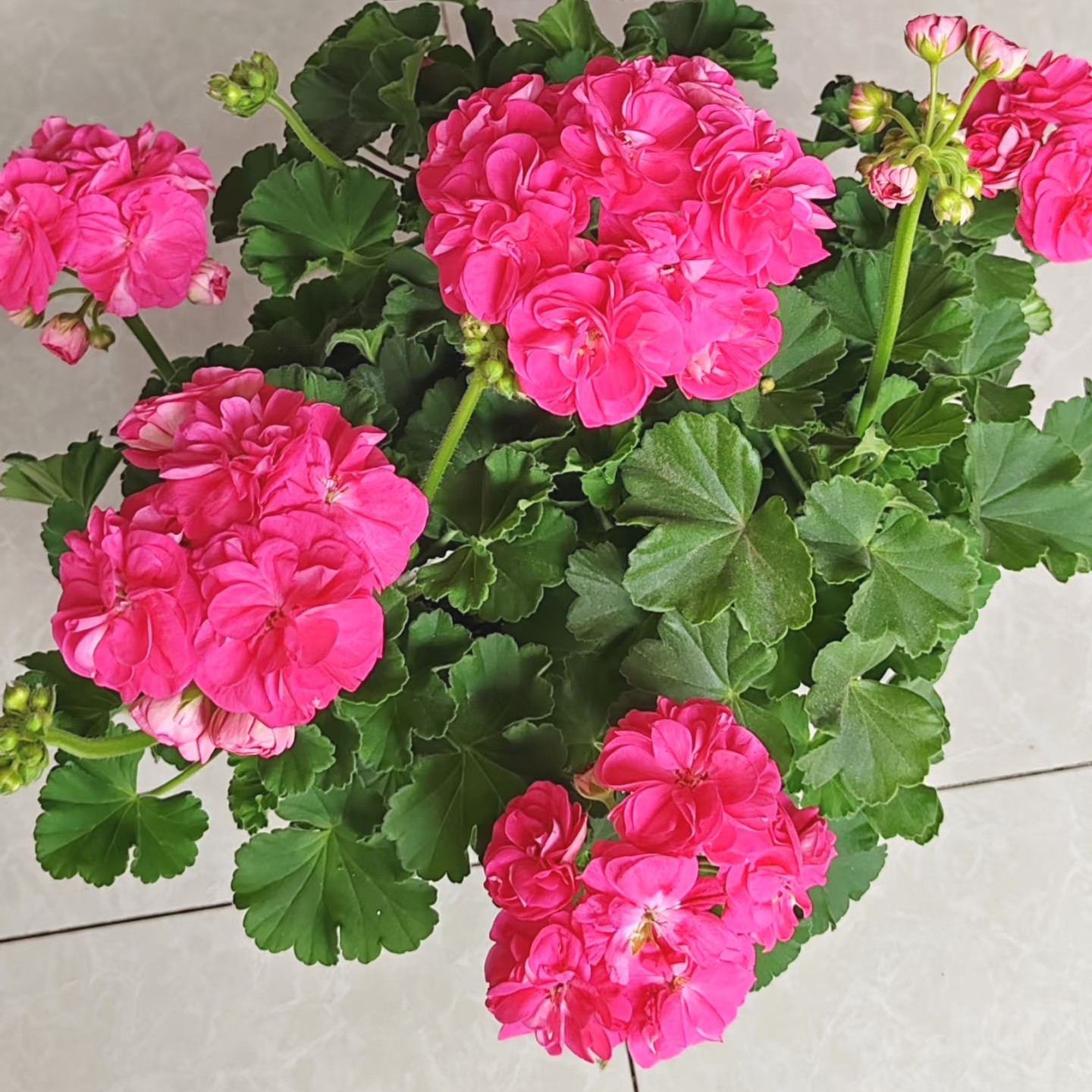 《罗莎琳达》天竺葵罗莎琳达新苗，带分枝，带花苞，包对版发货