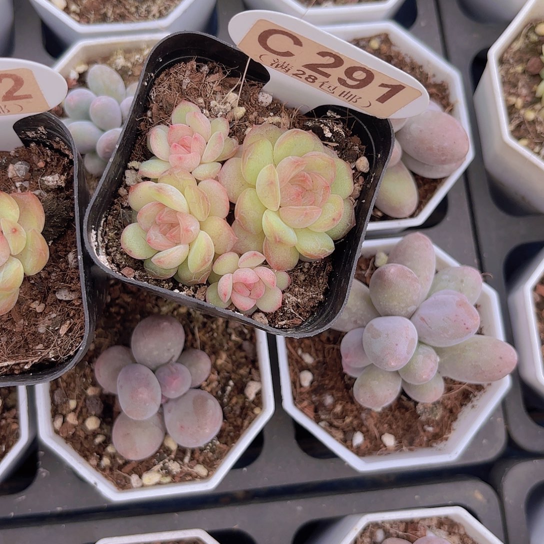 C291琴心一物一拍