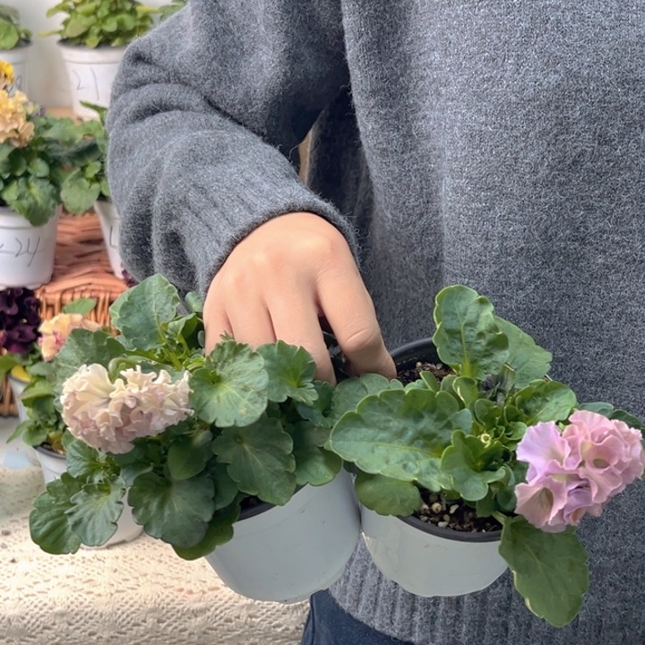 大部分花苞少量开放37.8