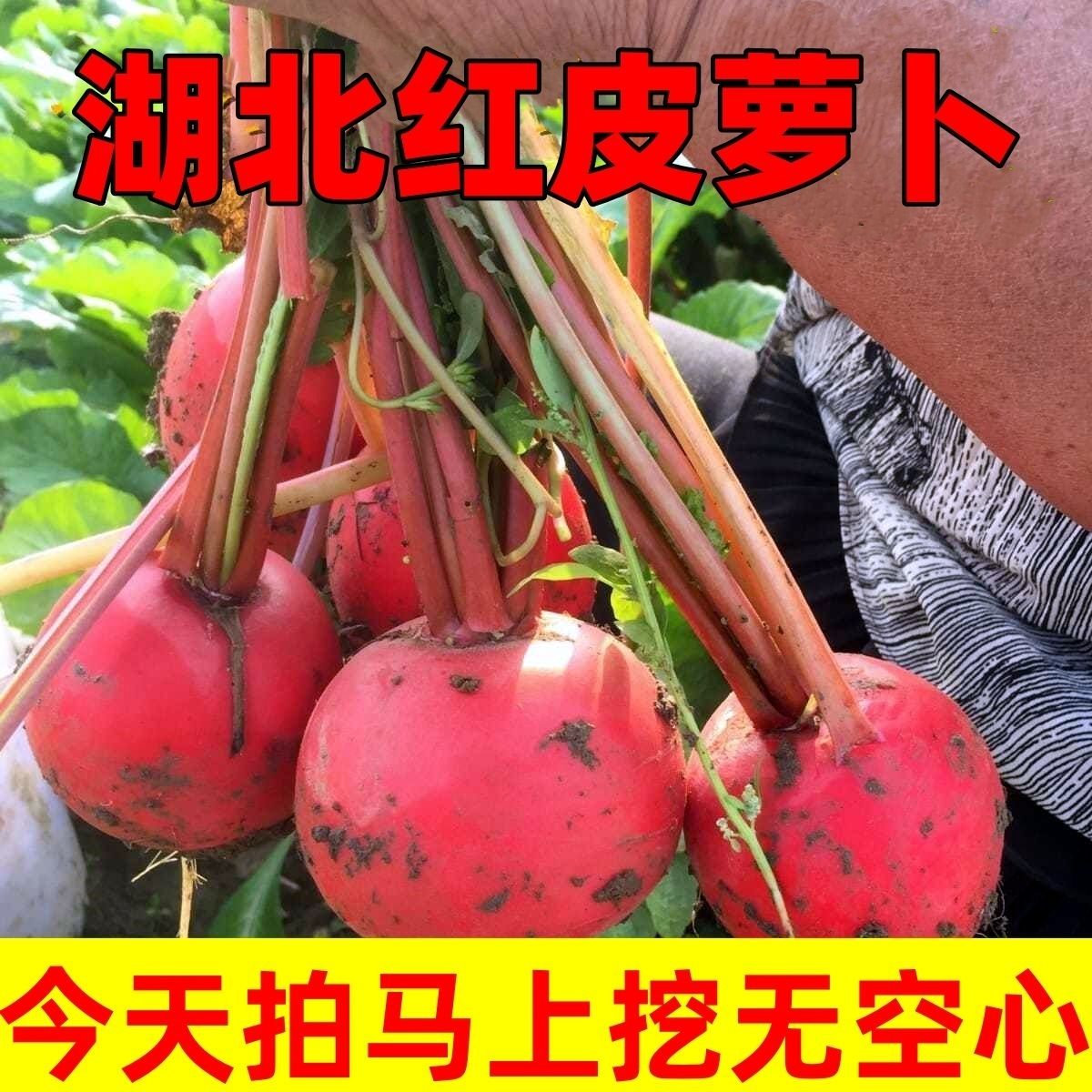神峰山庄红皮萝卜五斤装