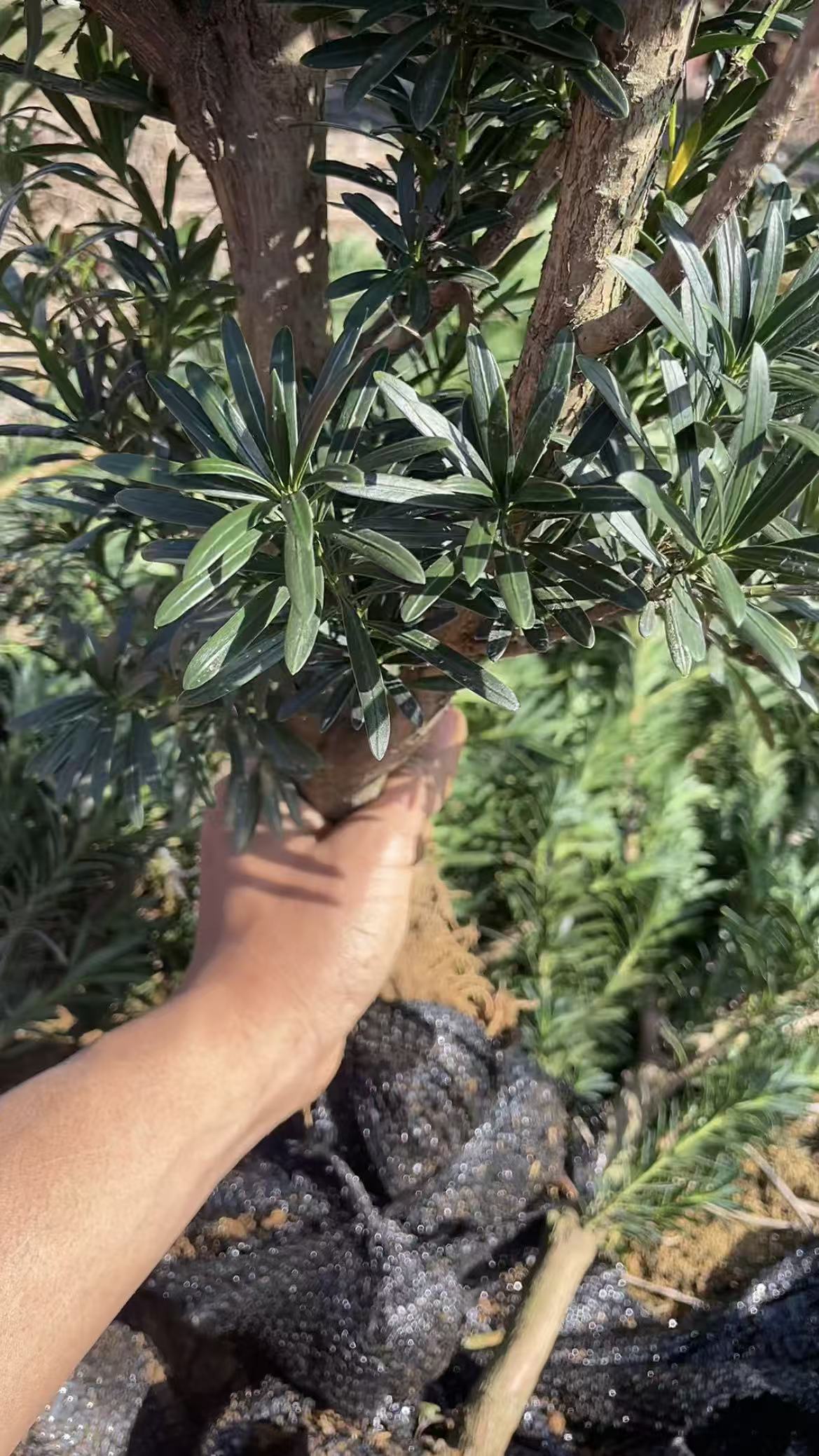 清地  南通小叶 雀舌罗汉松福利