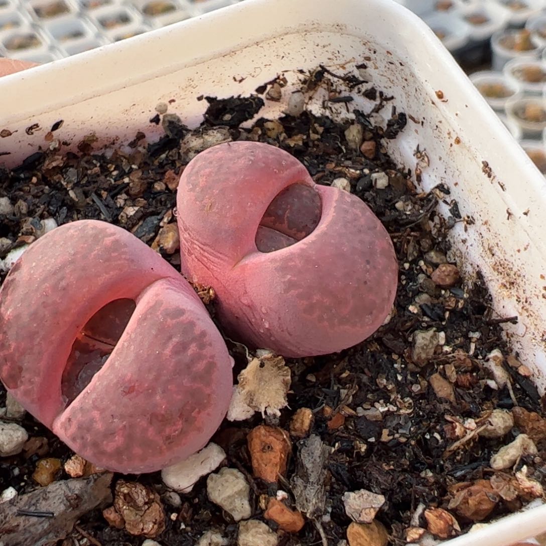 紫石榴母本多肉植物