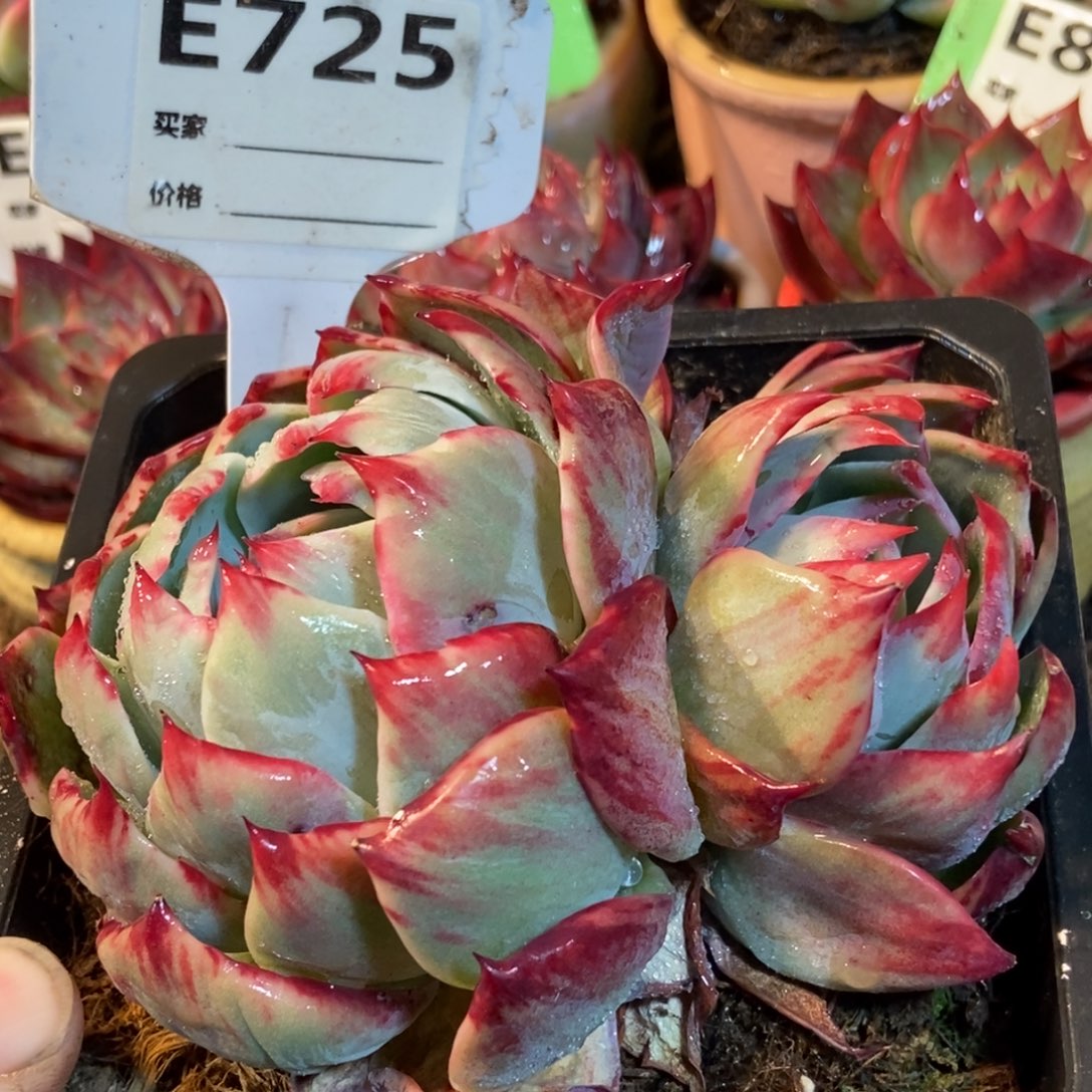 惊鸿一瞥725号多肉