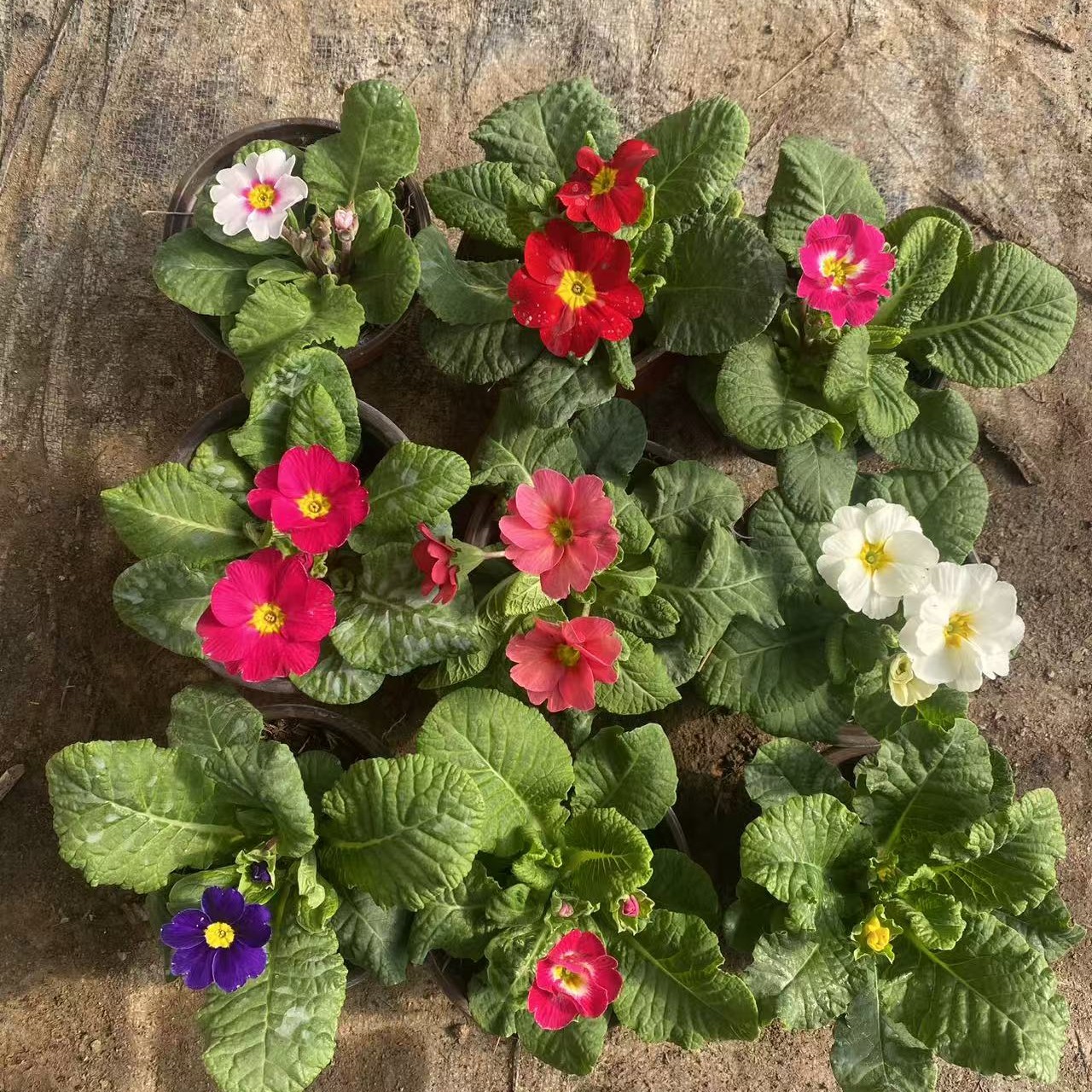 进口报春花盆栽欧洲花卉冬季耐寒四季开花带花苞阳台室内喜光包邮