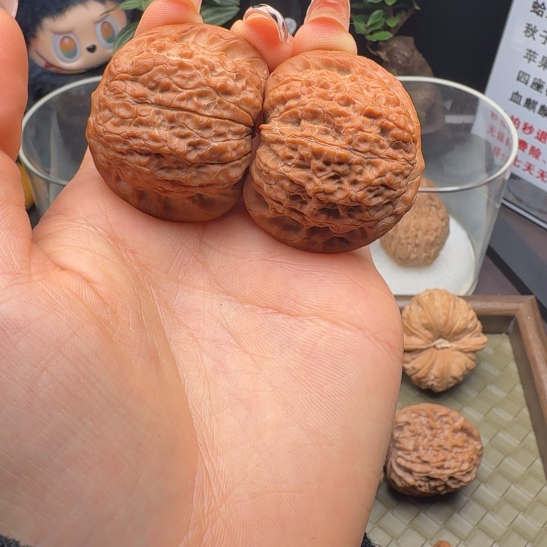 核桃全品血麒麟40