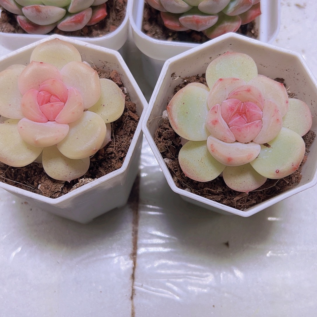 安娜珍妮一盆19包邮多肉植物