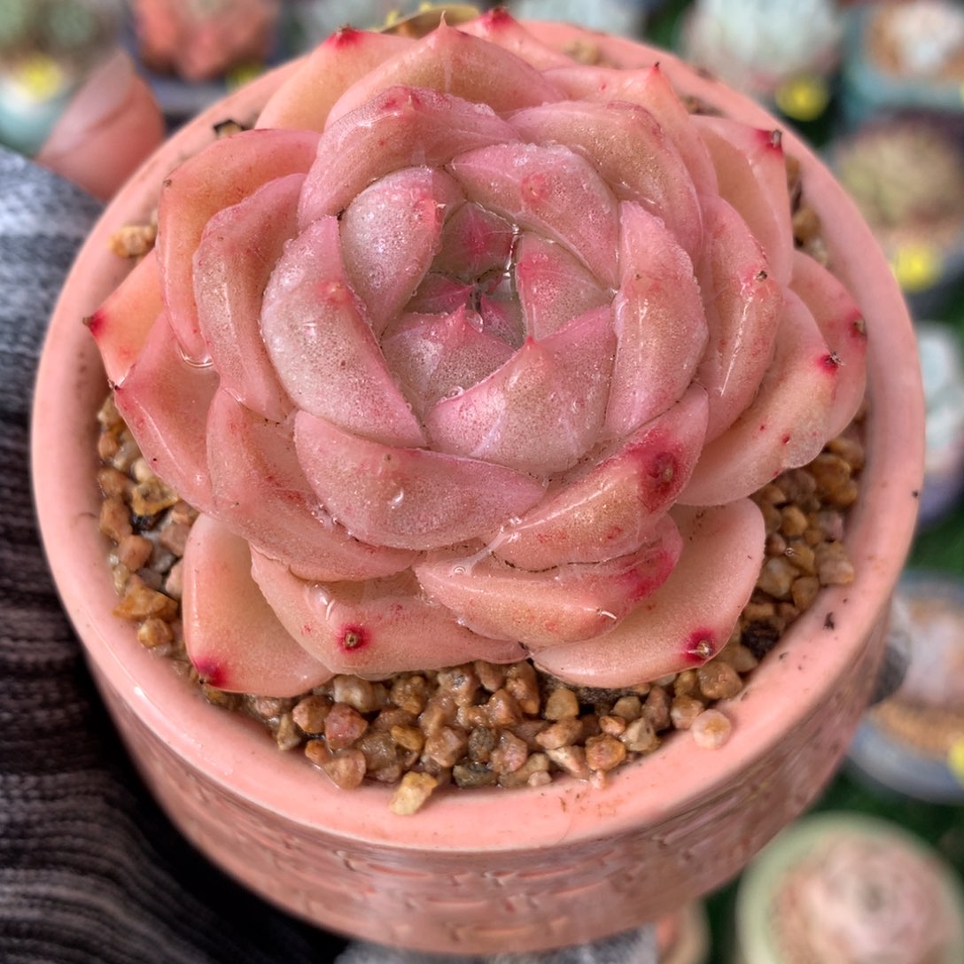 带盆       粉麦秆         