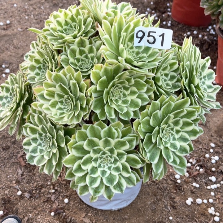 951多肉植物碧浪