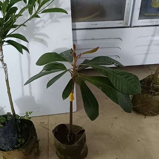 妈咪果一物一拍原盆原土发货