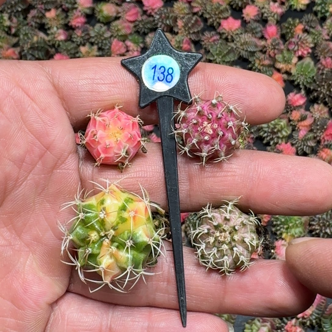 *****米哈实生自然锦138