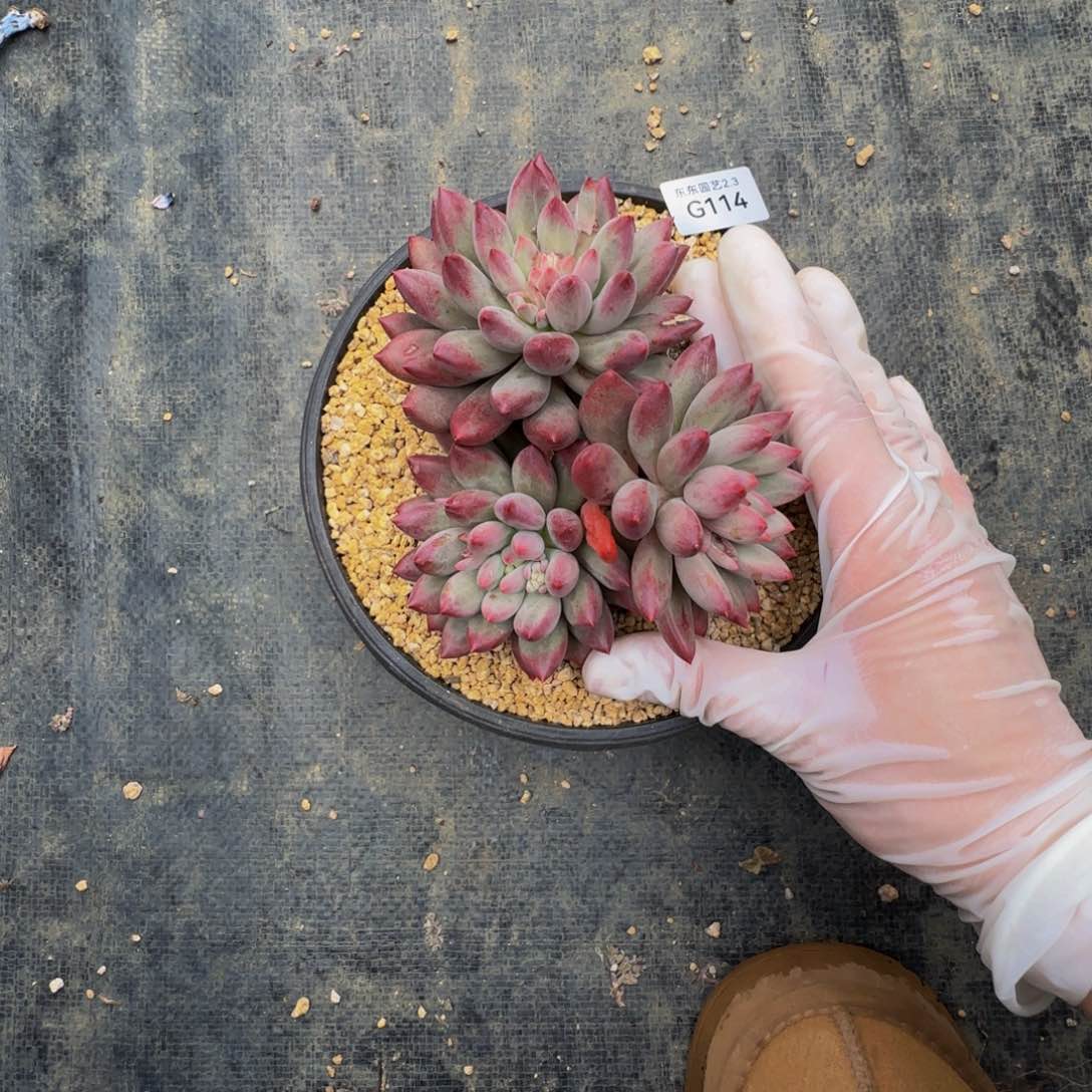 f g g g g g g g g 114