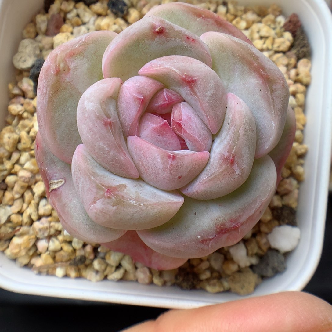 多肉植物。 糖心53