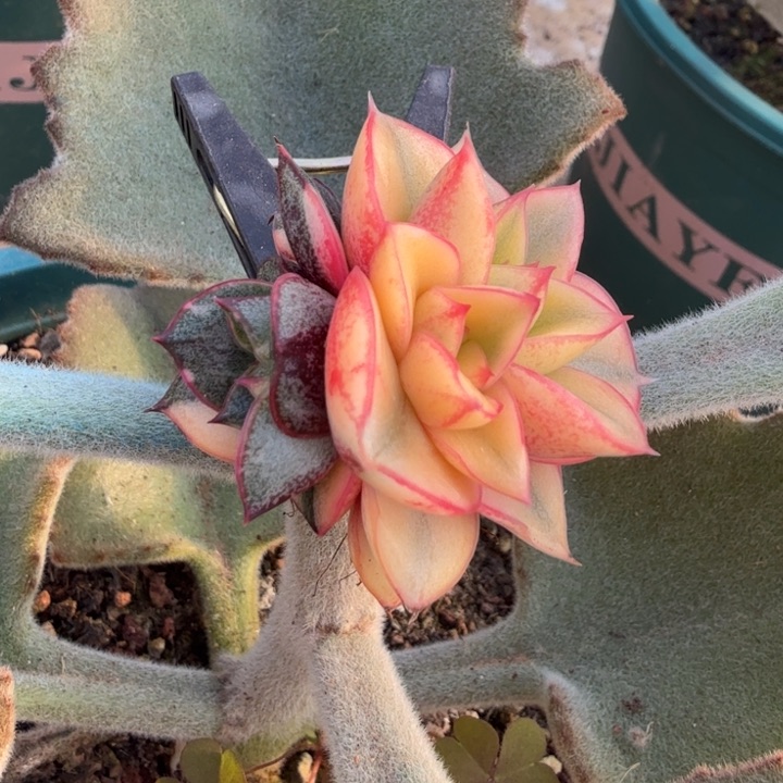 麒麟座锦腹轮锦带侧芽