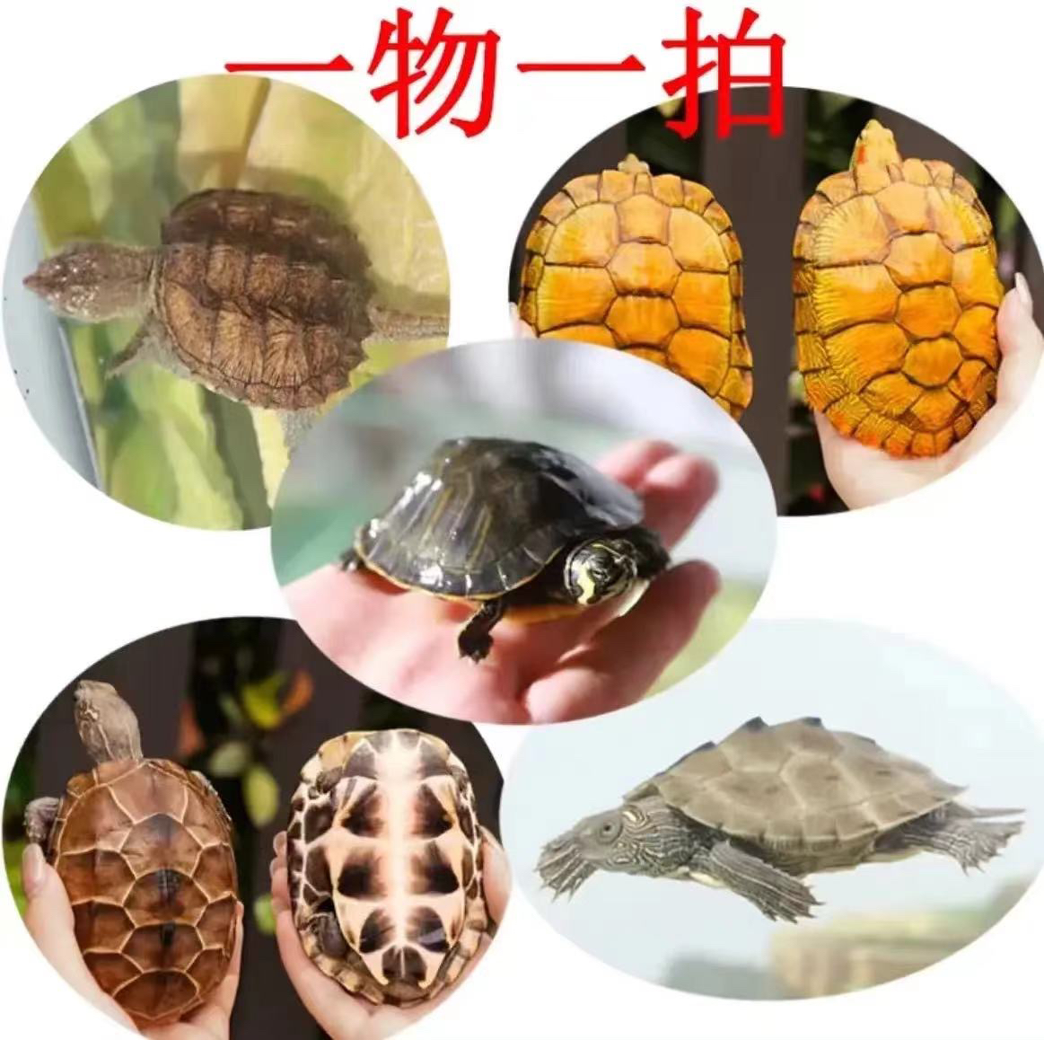 花草杂龟黄金鳖鳄龟直播间挑选一物一拍【瑕疵品不售后】