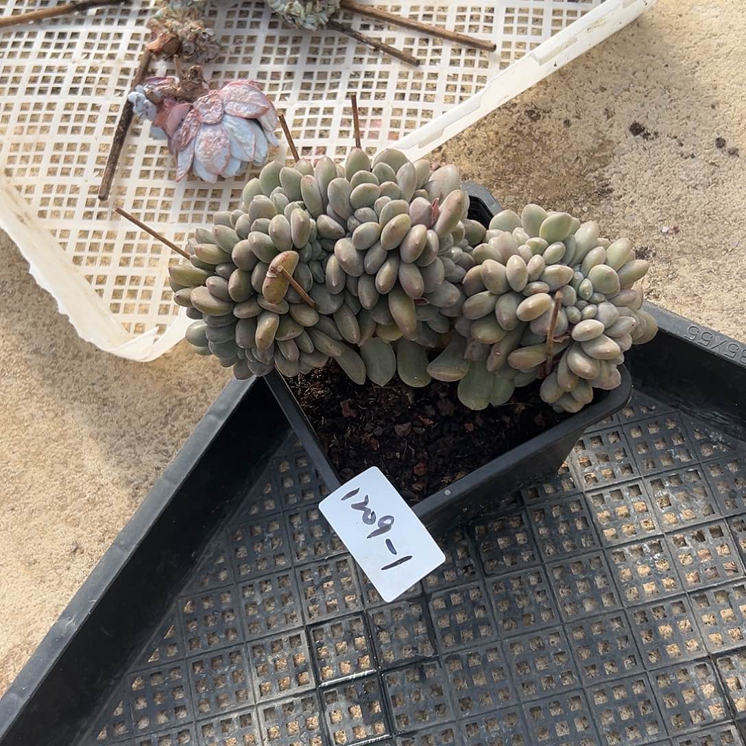 冰***台1209-1冰橙缀多肉植物