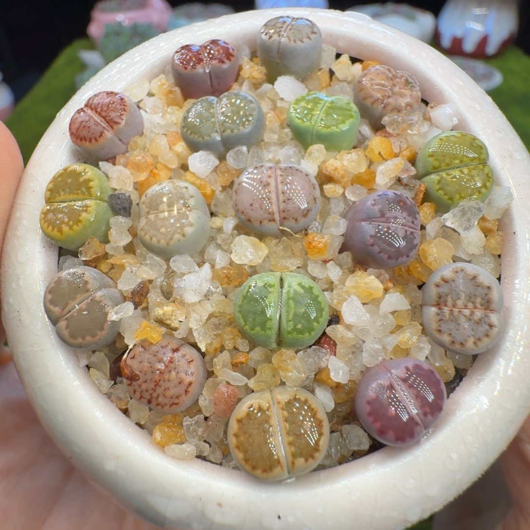 多肉植物福利冲1086