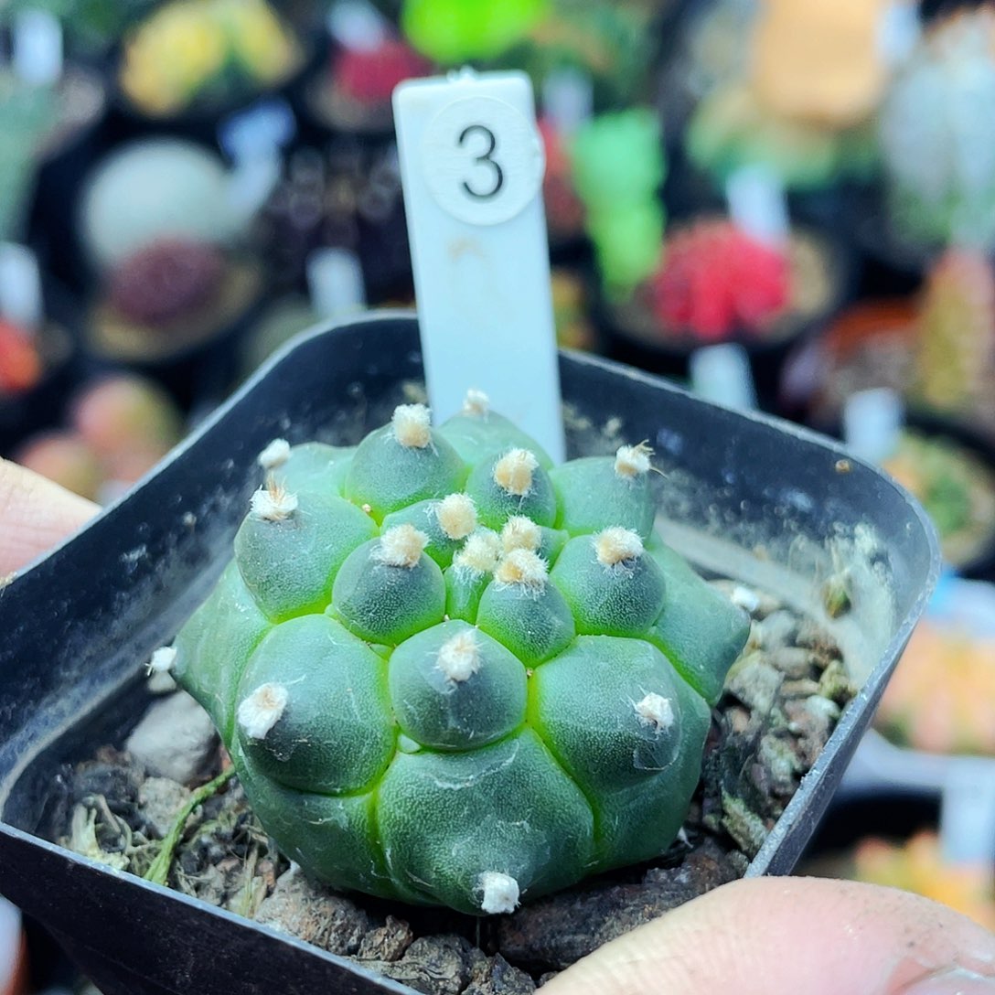 非偏远地区满25包邮仙人球