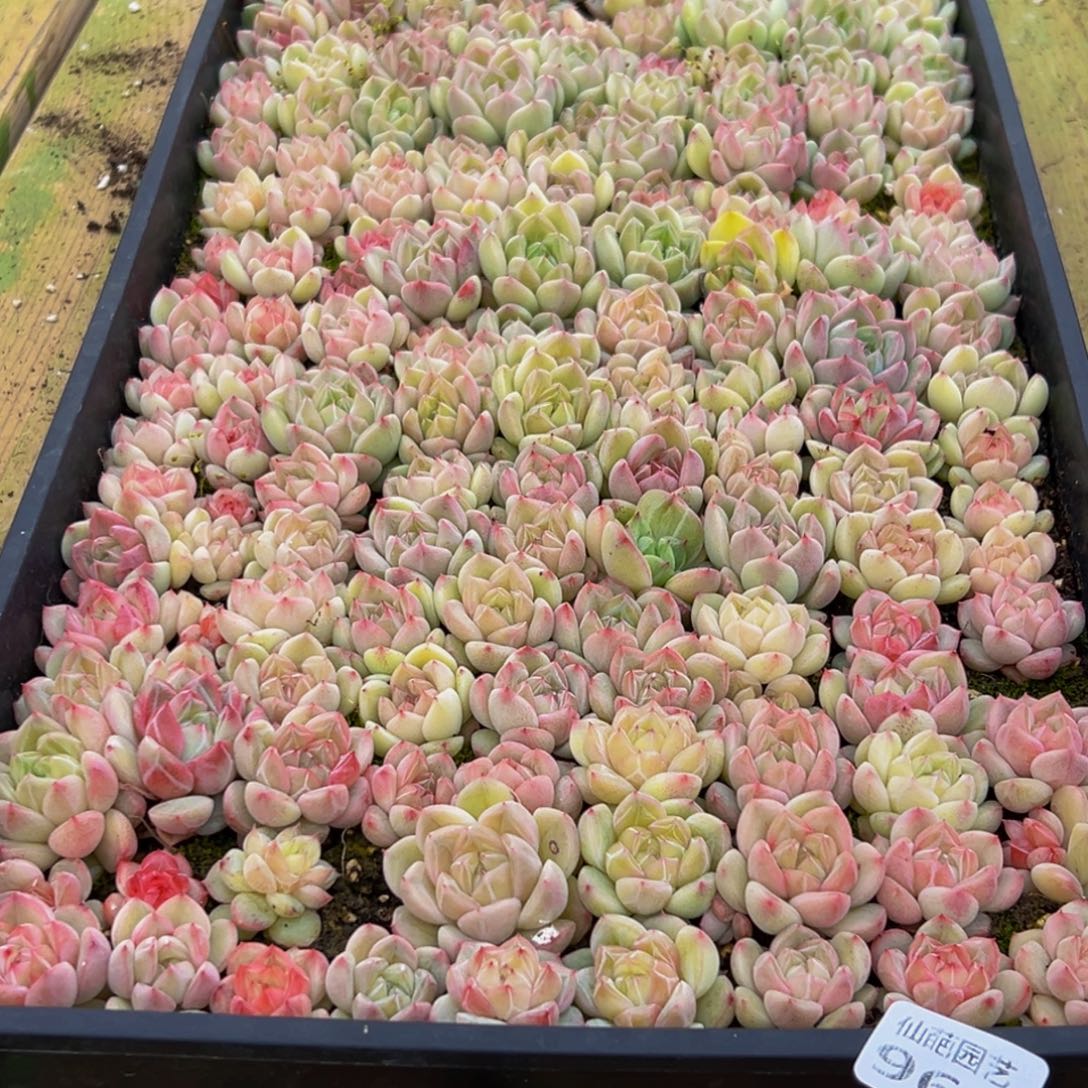 鹿***角964的最后一天了啊我的天啊我