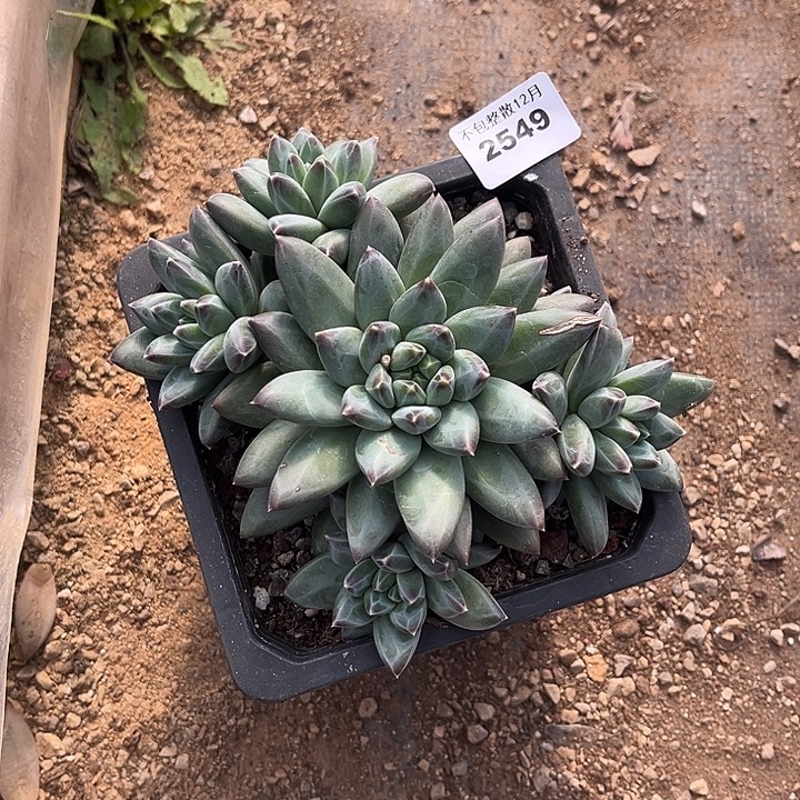 阿雅园艺。      2549