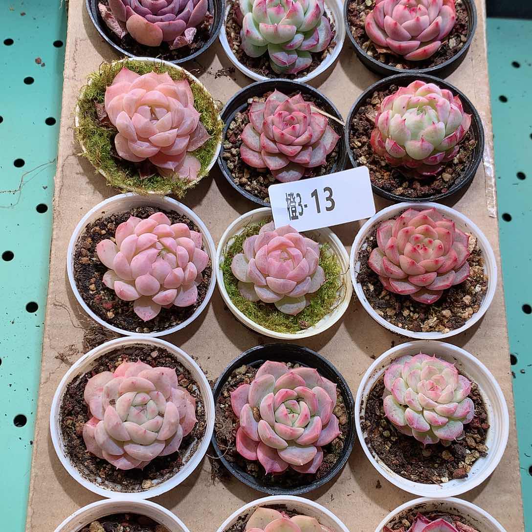 3-13一物一拍带盆18颗