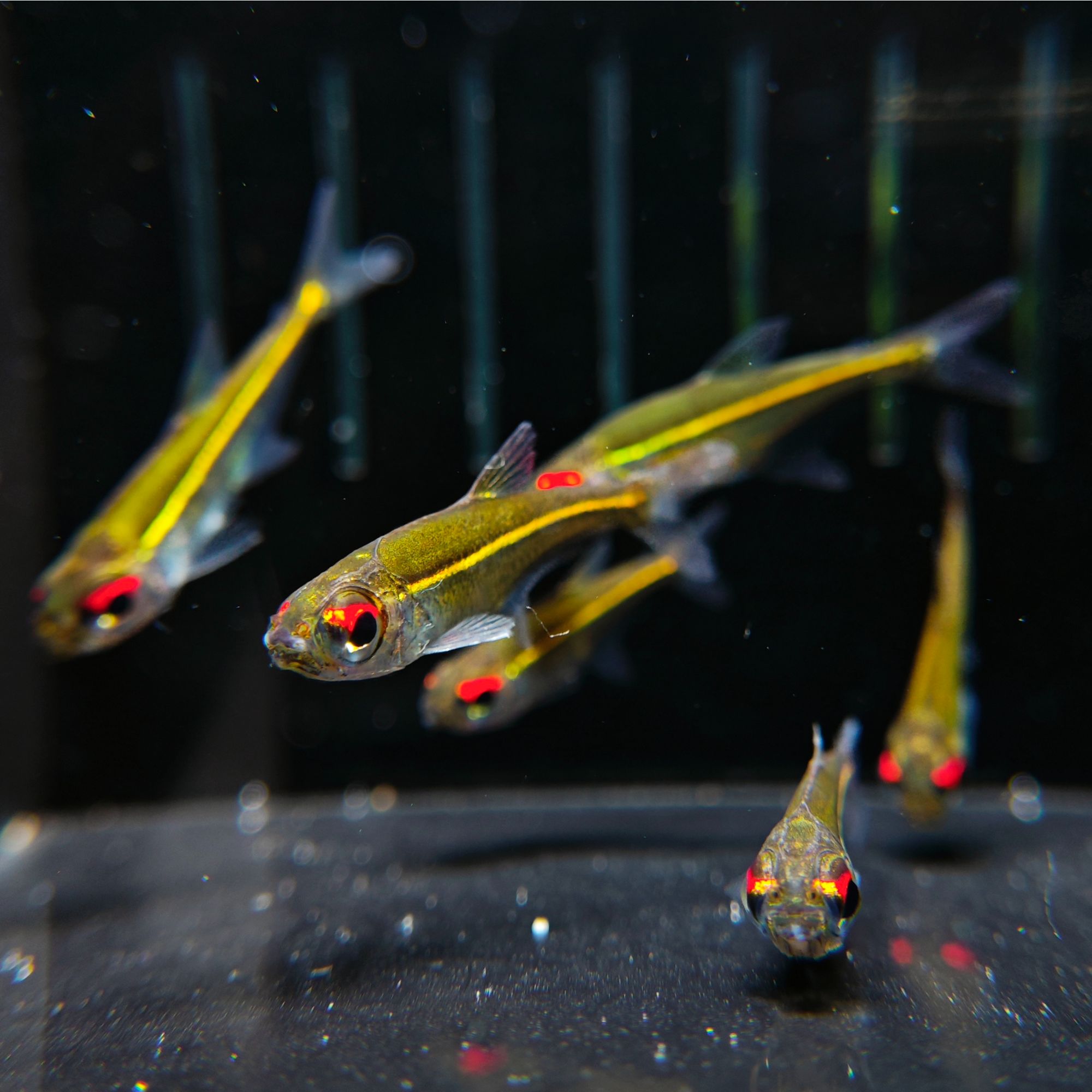 【豆丁植播】大目金线灯鱼