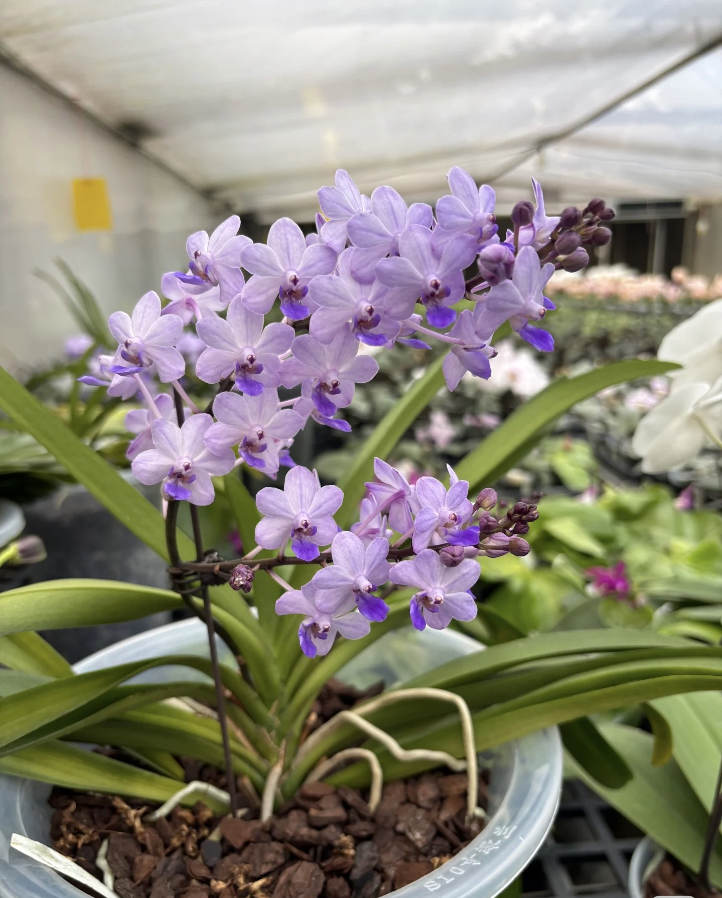 稀少品2.8寸蓝色梦幻（仅是苗）蝴蝶兰根系偏少，介意勿拍