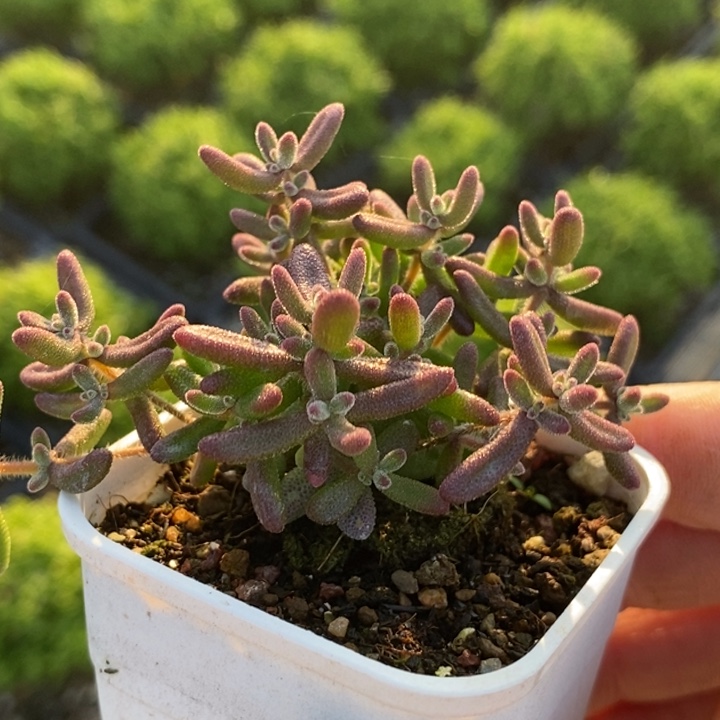 t***u无花朵235红宝石。    