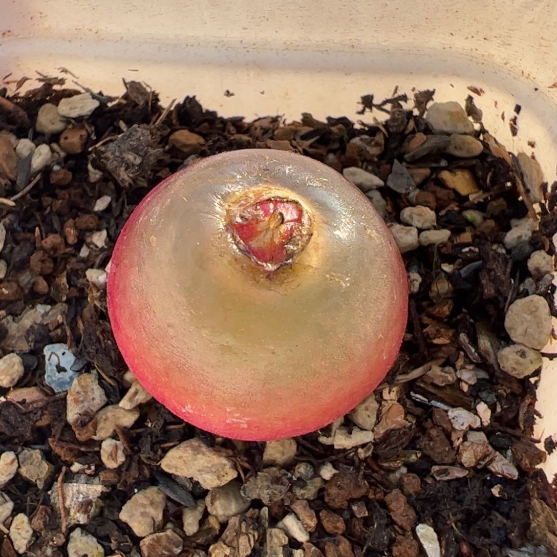 116多肉植物百科