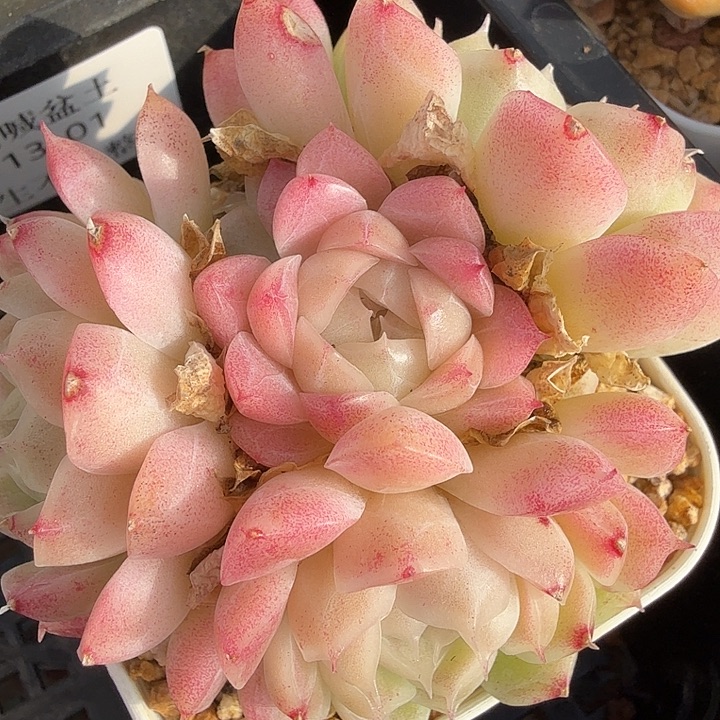 0113-26 粉油透包子麦秆群