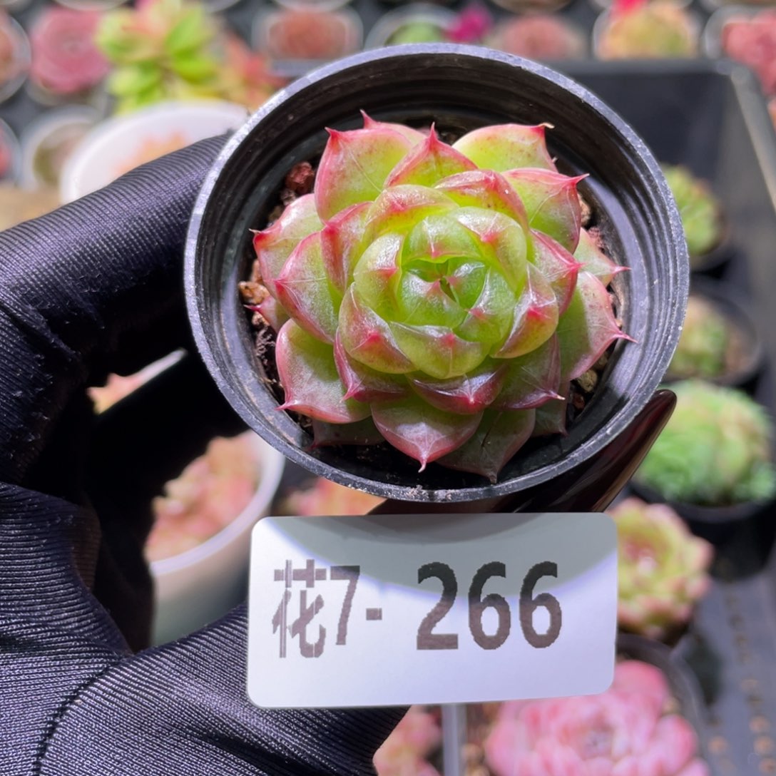 花利美7-266海王单头