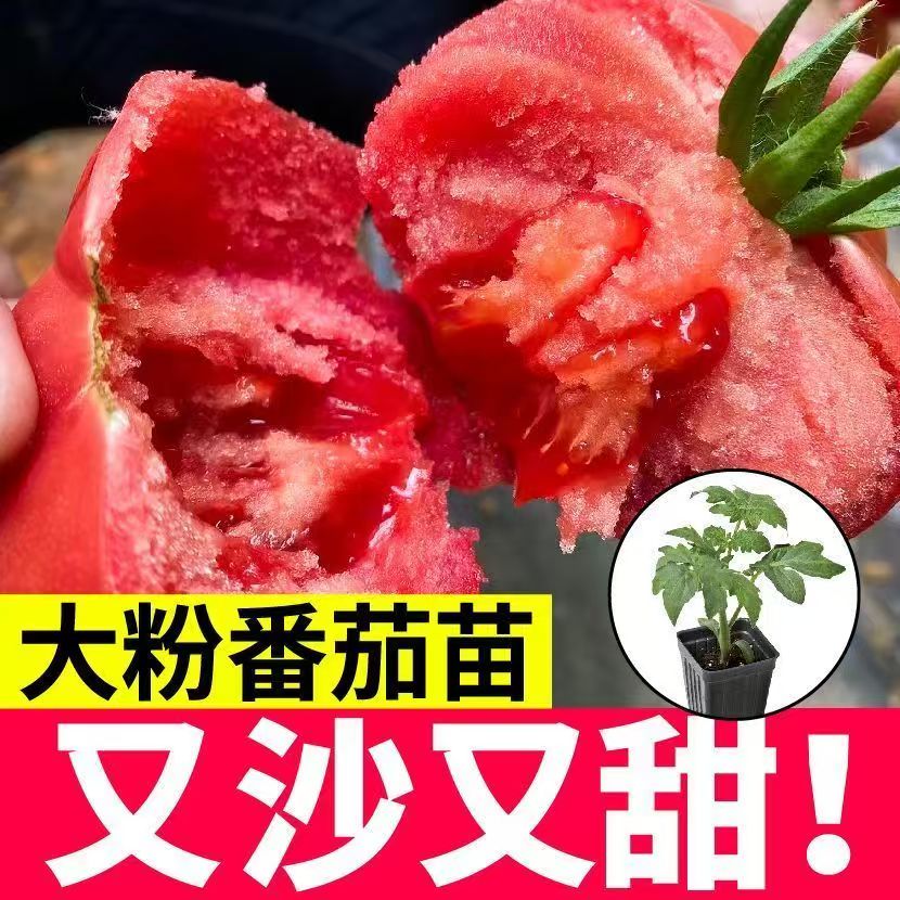 寿光大粉番茄秧苗正宗高产抗病大粉果番茄沙瓤口感