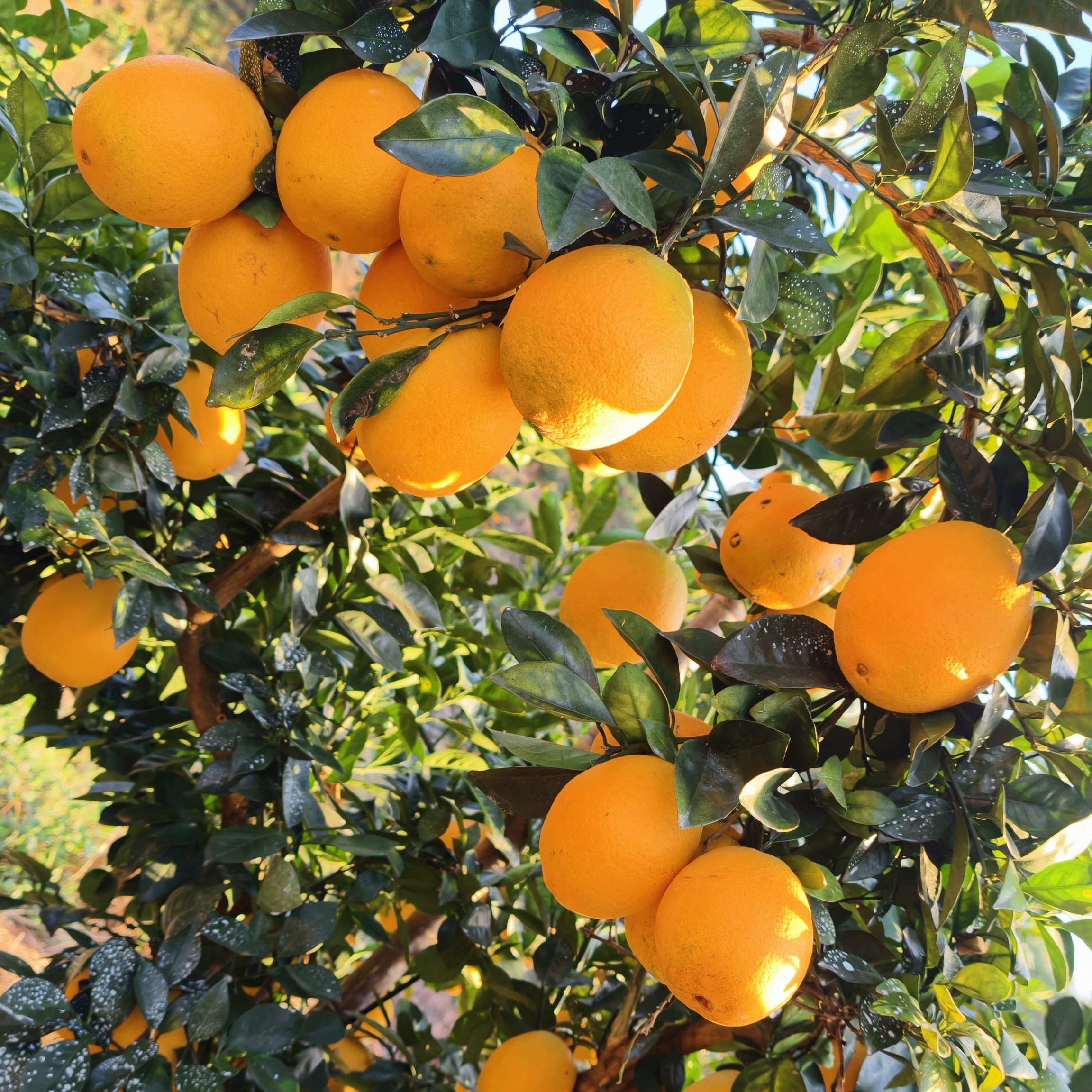 正宗赣南(安远)脐橙200g起