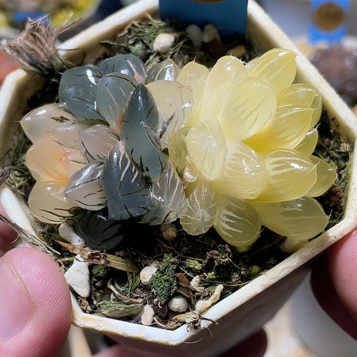 739双头水中月锦特选度老师